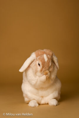 Fotoshoot met je Huisdier