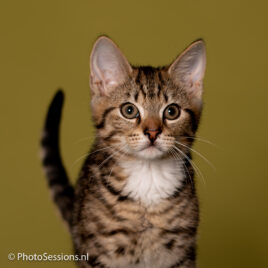 fotoshoot met je huisdier