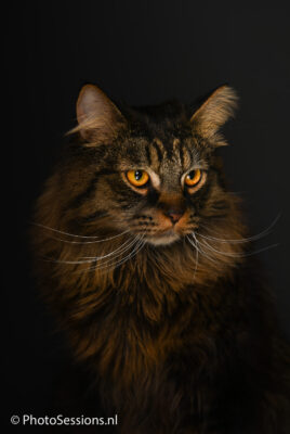 Fotoshoot met je huisdier